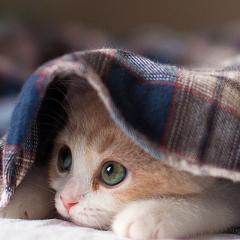 誰かかまちょ(´･Д･)」