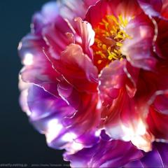 legame14のトーク