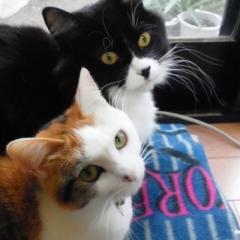 メタボパパのトーク