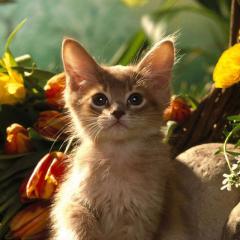 猫大好きな人〜🐈🐾