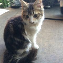 大魔王のトーク