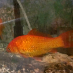 ミカン♪のトーク