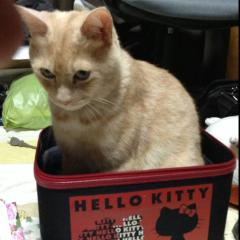 猫好きに悪い奴はいない