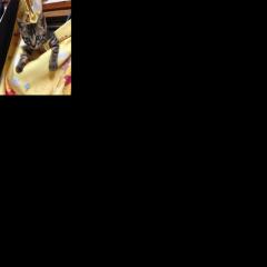 ラリリのトーク