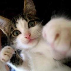 LINE民щ(ﾟДﾟщ)カモーン