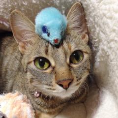 ぱんぷきんぐ・よだ