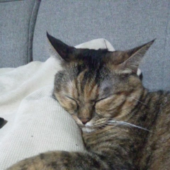 ムッシュ