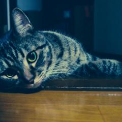 写真をとりあえずアゲテミル。