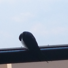 ピンクパンサー