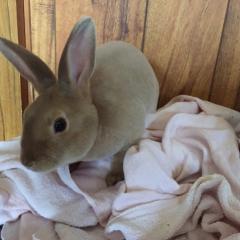 ケンシロウです。