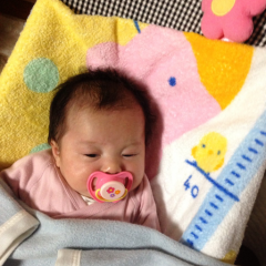 【菊姫會】【紫苑】