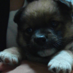 翔太＠チャロ（ボンレス犬