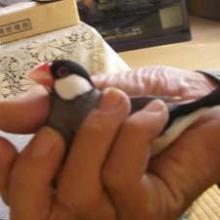 桜番長のトーク