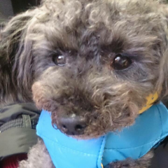 夢神楽のトーク