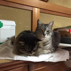 ひのきのトーク