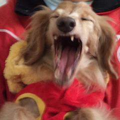 かぼちゃのトーク