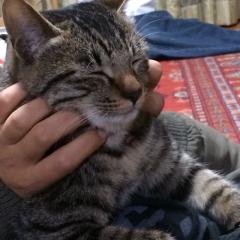 猫ほのぼの