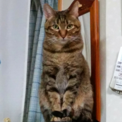 トークしようぜトーク