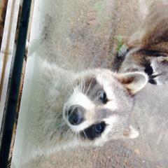 せいやのトーク