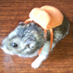 らすてるのトーク