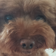 初めまして、上田彰真です。