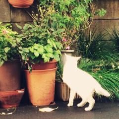 トマトな、ねこ。