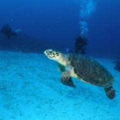 AKBとパズドラの話