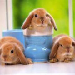 🐰コウのすけの雑談部屋🐰