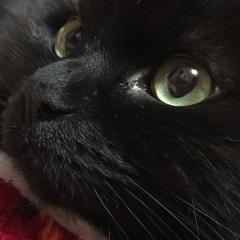 なまはげ@わき毛猿