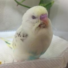 インコ好きの人集まれ～
