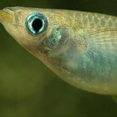 めだかの動物園2