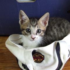 猫自慢