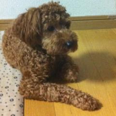 歌手目指してます＼(^o^)／