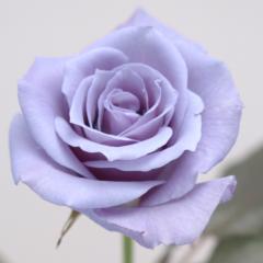 銀魂なりきり仲良しトーク！