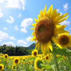 ❁flower❁