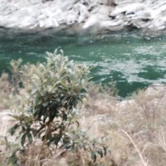 高知県はじめてなんだけど面白い飲み屋ありませんか？