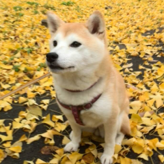 ひなたんベースぽち