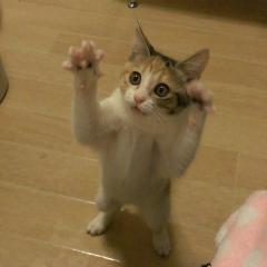 しんこのトーク