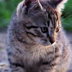 ✩*たぁちょん( ¨̮  )*✩