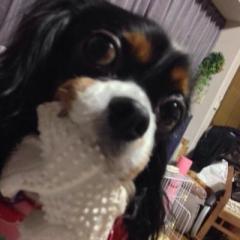 Hanappuのトーク