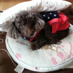 トイプードル好きな人集まって下さい…