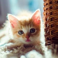 ❤︎ナッツ❤︎