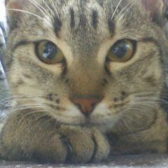 ダンテ