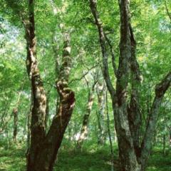 動物のいない森で木が倒れた。