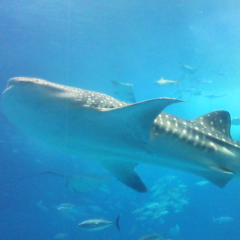 2015沖縄センチュリーラン！160キロセンチュリーコース