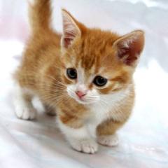 ごゆるりとど〜ぞ|ω•๑`)