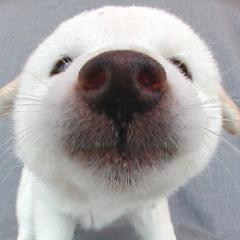 ここね