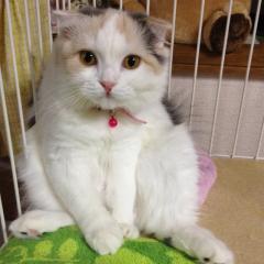 ゲンキのトーク