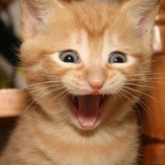 とぅっとぅるー