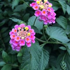 モデルさん募集しています。